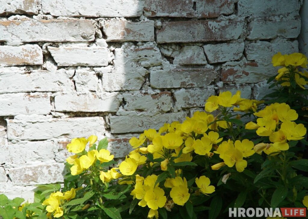 Палац у лясных джунглях,  пешы мост і кавалачак Вестфаліі ў Беларусі: падарожжа на 12 цікавостак за 1 дзень