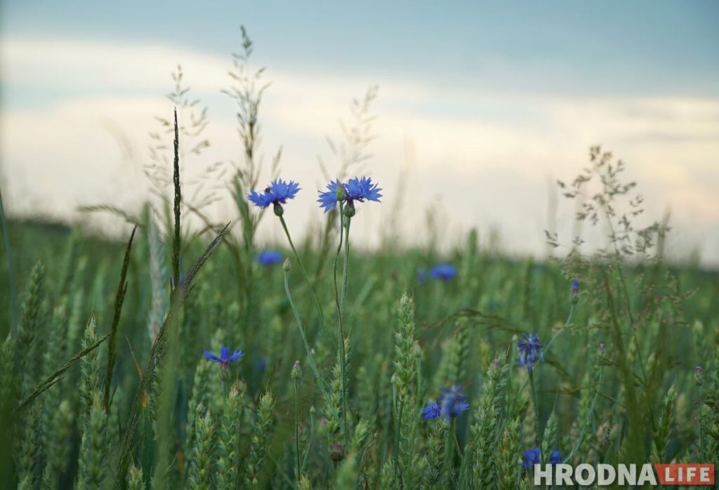 Палац у лясных джунглях,  пешы мост і кавалачак Вестфаліі ў Беларусі: падарожжа на 12 цікавостак за 1 дзень