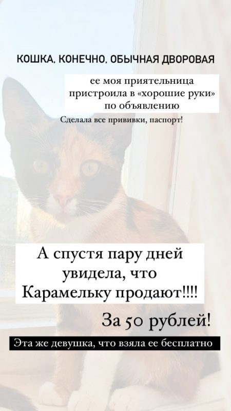 Узяла бясплатна, спрабавала прадаць як пародзістую. Як гродзенка спрабавала зарабіць на котцы