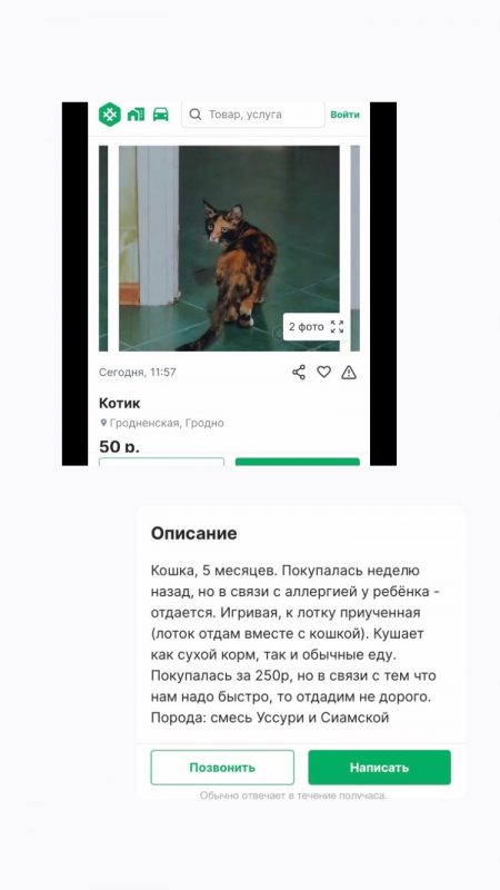 Узяла бясплатна, спрабавала прадаць як пародзістую. Як гродзенка спрабавала зарабіць на котцы