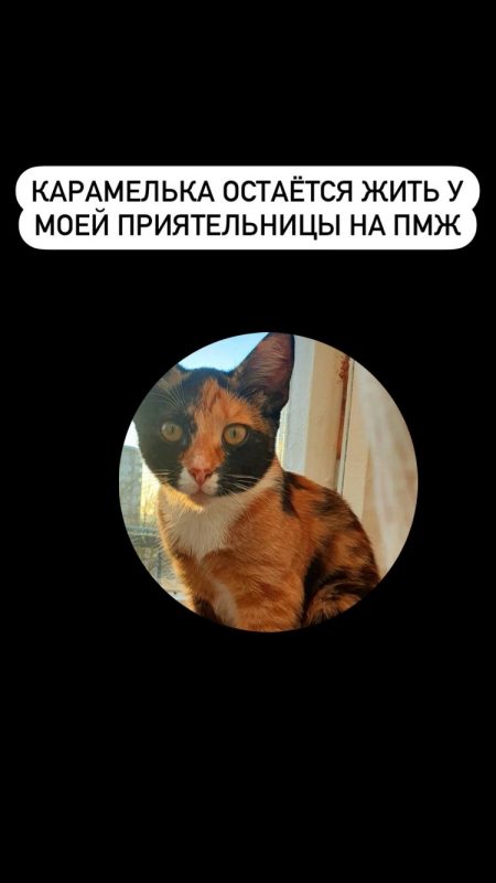 Узяла бясплатна, спрабавала прадаць як пародзістую. Як гродзенка спрабавала зарабіць на котцы
