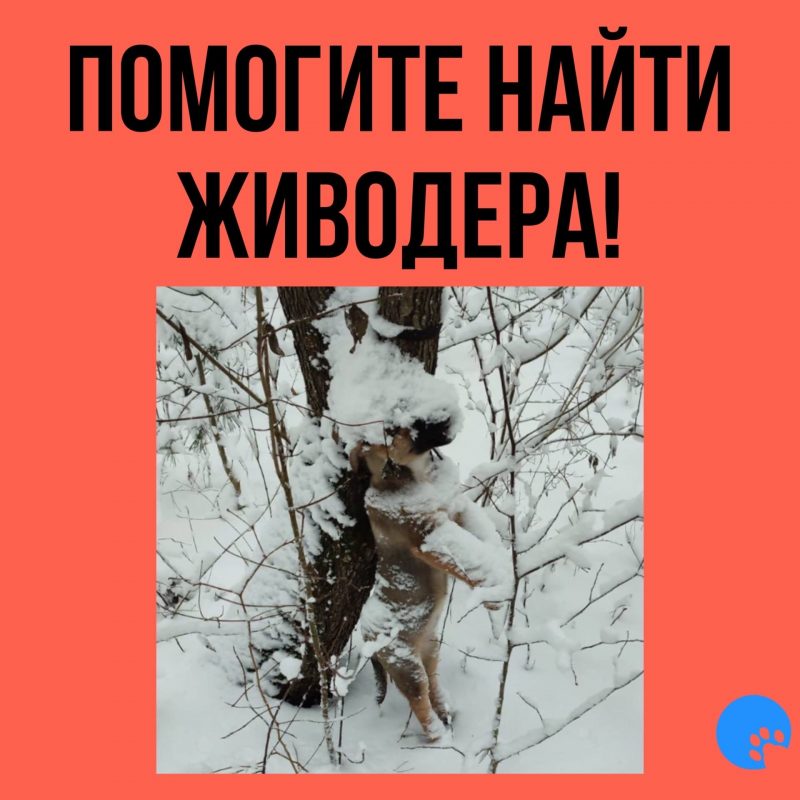 За убийство - месяц ареста. В Гродно осудили живод`ра, который повесил в Пышках собаку
