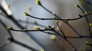 З-за тэмпературнага рэкорда ў Гродне распусціліся почкі