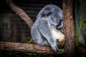 уставшая коала tired coala