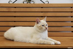 Котакафэ