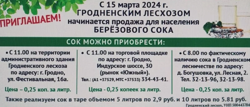 Дзе набыць бярозавы сок у Гродне вясной 2024: вызначылі тры месцы