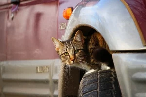 кот у машыне