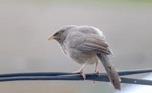 Птушка