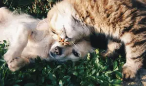 Хатнія жывёлы, кот, сабака