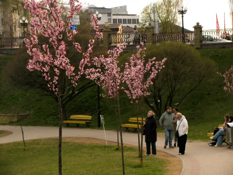 У Гродне зацвіла сакура - паспейце зрабіць фатаграфіі